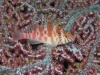 pb 180002.jpg Epervier à tâches rouges Cirrhitichthys aprinus à Paradise garden, Duka bay, Mindanao, Philippines