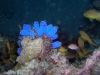  pg 240099.jpg Ascidies translucides bleues, Rhopalaea spp. à Sunken yacht, Camiguin