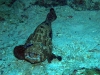 p9120167.jpg Mérou malabar, Epinephelus malabricus  à Lobster lair à Sipadan