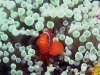 dsc 0113.jpg Poisson-clown à joues épineuses Premnas biaculeatus à Tania's reef, Milne bay