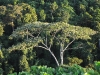 dsc 2213.jpg Forêt tropicale à Walindi