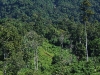 dsc 2286.jpg Forêt tropicale à Walindi