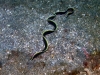 dsc 0099.jpg Anguille- ruban juvénile Rhinomuraena quaesita à Nudis' retreat