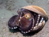 dsc 0267.jpg Poulpe Amplhioctopus marginatus dans son coquillage à Aer bajo