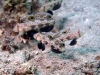 dsc 0405.jpg Gobie à deux ocelles Signigobius biocellatus à Pulau abadi