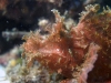 dsc 0592.jpg Poisson-scorpion des algues Rhinopias frondosa à Aer parang 1