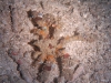 dsc 0063.jpg Crabe décorateur Camposciua retusa à Serena