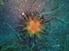 dsc 0246.jpg Oursin Asteropyga radiata à Teluk Kembalu III