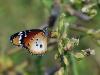 dsc 0079.jpg  Papillon Petit monarque Danaus chrysippus à Toubakouta dans le Parc National du Delta du Saloum