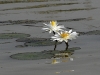 dsc 6734.jpg Fleurs de nénuphar blanc Numphaea alba dans le Parc National des Oiseaux du Djoudj