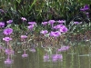 dsdc 6749.jpg Liserons aquatiques dans le Parc National des Oiseaux du Djoudj