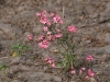 dsc 8872.jpg Fleurs de la savane à Toubakouta dans le Parc National du Delta du Saloum