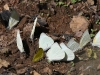 dsc 9689.jpg Papillons au Gue Damantan dans le Parc National de Niokolo Koba