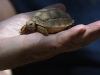 dsc 2824.jpg Juvénile de tortue sillonnée Centrochelys sulcata de trois mois à la Réserve de la Faune de Guembeul