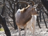 dsc 2837.jpg Antilope à nez tacheté ou Addax nasomaculatus dans la Réserve de la faune de Geumbeul