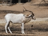 dsc 2840.jpg Antilope à nez tacheté ou Addax nasomaculatus dans la Réserve de la faune de Geumbeul