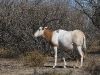 dsc 2903.jpg Oryx algazelle ou Oryx dammah dans la Réserve de la faune de Geumbeul