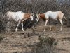 dsc 2906.jpg Oryx algazelle ou Oryx dammah dans la Réserve de la faune de Geumbeul