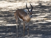 dsc 2923.jpg Gazelle dorcas dans la Réserve de la faune de Geumbeul