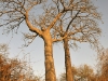 dsc 5160.jpg Forêt de baobabs sur l'amas coquillier de Diorom Boumag