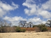 dsc 5233.jpg Forêt de baobabs sur l'île de Leba à l'embouchure du Saloum