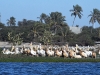 dsc 2366.jpg Pélicans blancs sur l'île aux oiseaux du Parc National de la Langue de Barbarie