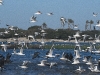 dsc 2380.jpg Grands cormorans, goélands railleurs et sternes sur l'île aux oiseaux du PNLB