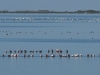 dsc 2626.jpg Flamants nains dans le Parc National des Oiseaux du Djoudj
