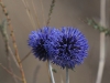 dsc 3336.jpg Chardons bleus Echinops ritro à Deliblato