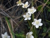 dsc 3583.jpg Parnassie des marais Parnassia palustris à Gostoljubje