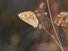 dsc 3257.jpg Papillon Polymatus icarys au lac Rusanda