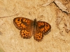 dsc 3272.jpg Papillon mégère Lasiommata megera à Deliblato