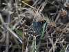 dsc 3295.jpg Papillon hespérie du carthama Pyrgus carthami à Deliblato