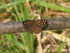 dsc 3374.jpg Papillon tircis Pararge aegeria à Dubovac