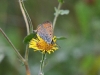 dsc 3504.jpg Papillon cuivré des marais Lycaena phlaeas à Kraljevac