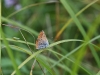 dsc 3507.jpg Papillon cuivré des marais Lycaena phlaeas à Kraljevac