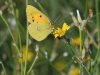 dsc 3525.jpg Papillon Souci Colias crocea à Dubrovac