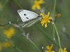 dsc 3526.jpg Papillon Piéride sp à Dubrovac