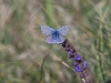 dsc 3538.jpg Papillon Polyommatus icarus à Dubrovac