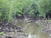 dscn 9108.jpg Piroguier dans une mangrove à Sorong