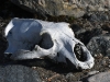 dsc 2307.jpg Crâne d'ours sur l'île blanche Kvitoya