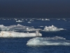 dsc 2380.jpg Glaces dérivantes du glacier d'Austfonna sur la côte est du Territoire du Nord-Est