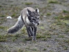 dsc 0816.jpg Renard polaire Vulpes lagopus à Pyramiden