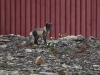 dsc 0306.jpg Renard polaire Vulpes lagopus à Longyearbyen
