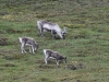 dsc 2487.jpg Rennes du Svalbard Rangifer tarandus platyrhynchus sur l'île de Barentz