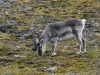 dsc 2926.jpg Renne du Svalbarg Rangifer tarandus platyrhinchus après l'aéroport de Longyearbyen