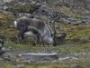 dsc 2958.jpg Renne du Svalbarg Rangifer tarandus platyrhinchus après l'aéroport de Longyearbyen