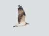 CH8A 0091.jpg Balbuzard pêcheur Pandion haliaetus au Parc National de Tadoba