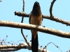 CH8A 0108.jpg Témia vagabonde Dendrocitta vagabunda dans le Parc National de Tadoba