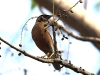 CH8A 0112.jpg Etourneau des pagodes Sturnia pagodarum au parc national de Tadoba